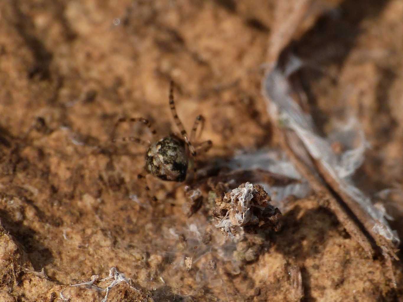 Piccolo Theridiidae - Santa Severa (RM)